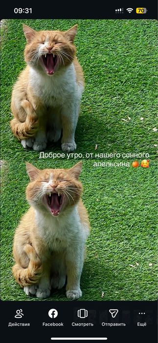 Котик в добрые руки