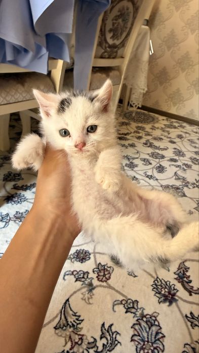 Котенок бесплатно в хорошин руки
