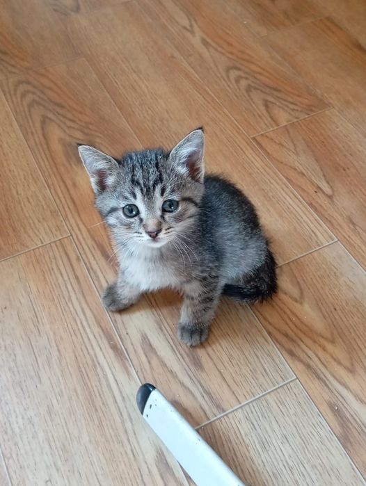 Котята только в ответственные руки