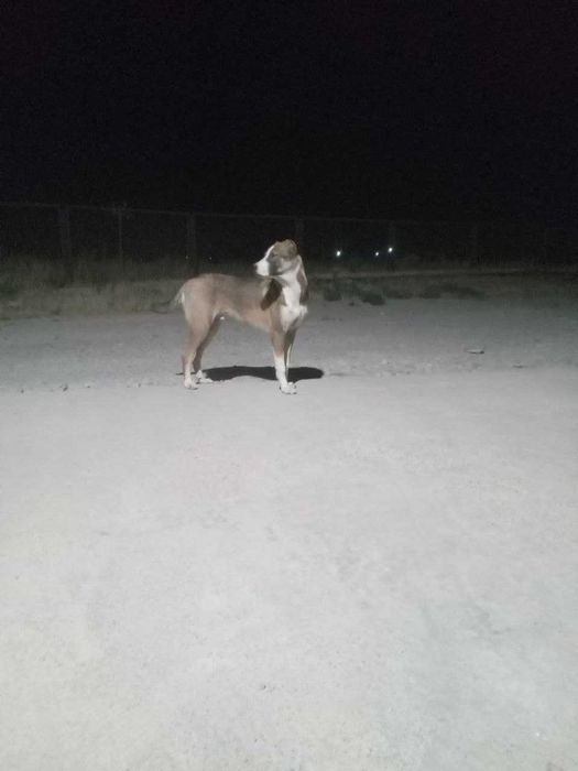 Срочный Алабай боласи сотилади