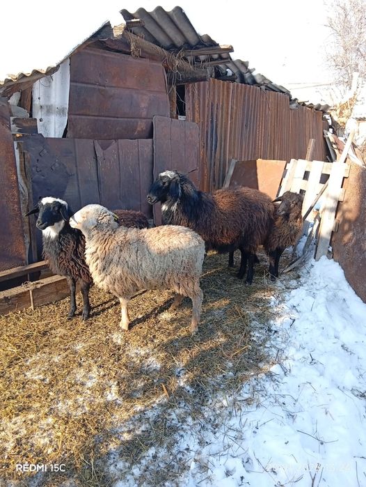 Продаётся баран жирный,стоит на откорме