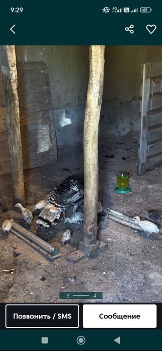 Күркетауық балапандарымен