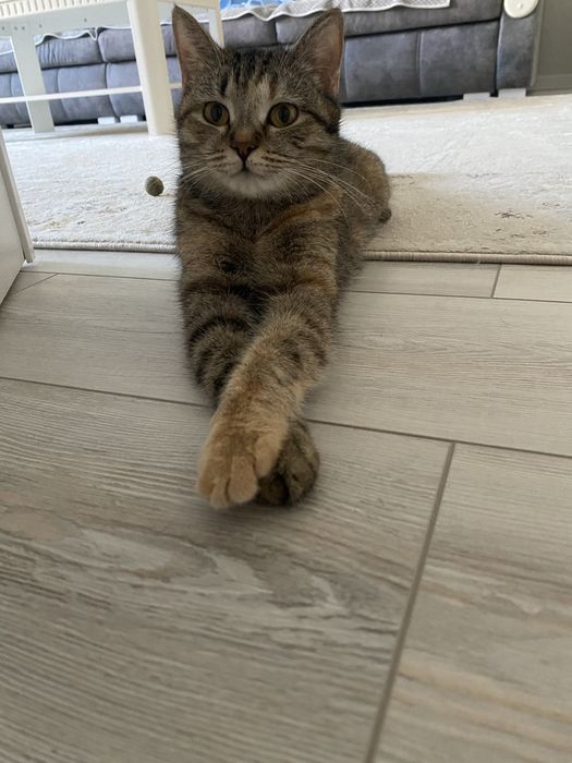 Кошка ищет дом. .