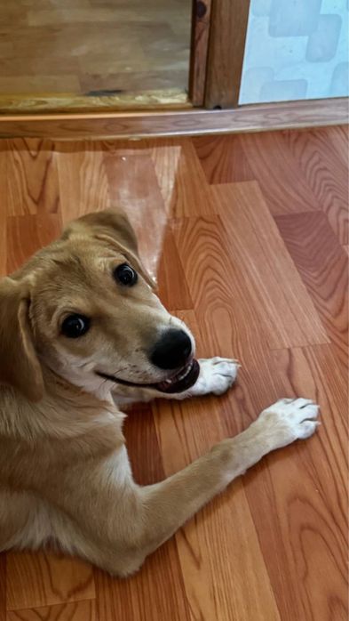 Девочка Веста ищет дом!