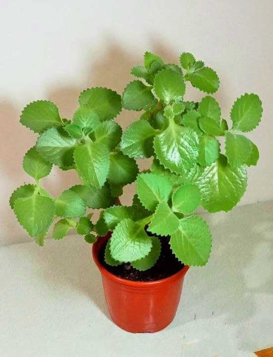 Продам Плектрантус или домашняя мята Цветок с приятный мятный ароматом