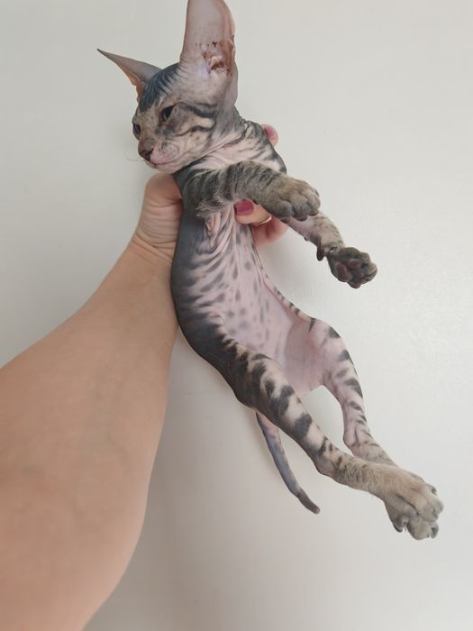 Продам котёнка сфинкса
