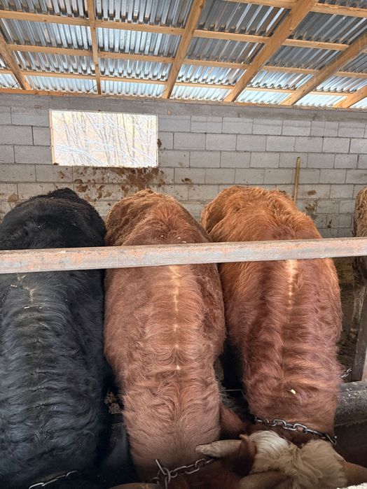 Продам Бычков 1,5годовалых