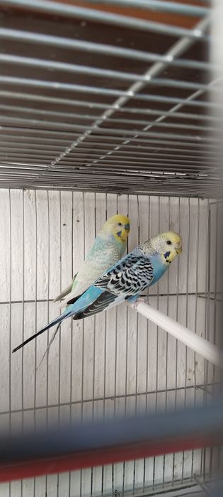 Радужные попугаи