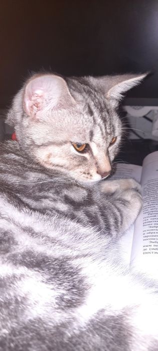 Пропала кошка,район Казыбек би