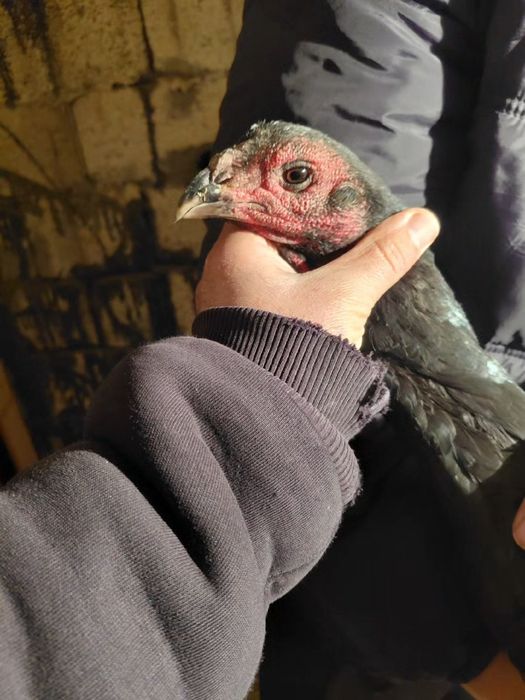 Дакан курица Тайго