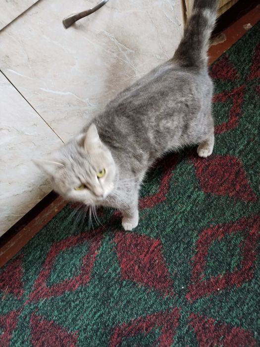 Продаю Шотландская скотиш Страйт девачка