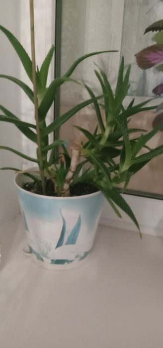 Продам комнатные растения