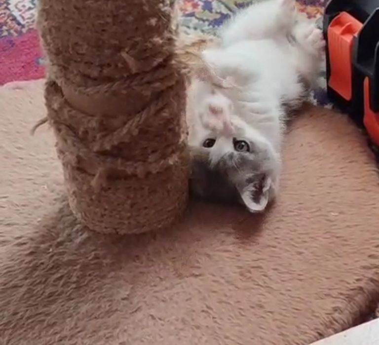Отдаю котика 1,5 месяцев