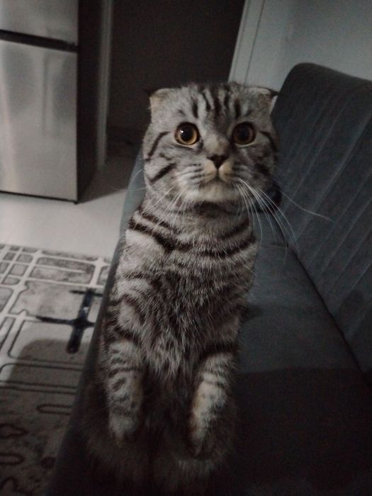 Продаётся кот skotish fold готовый к вязке