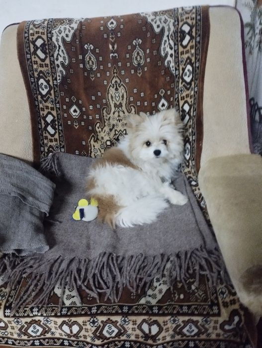 Мальчик Шпиц. Вязка.