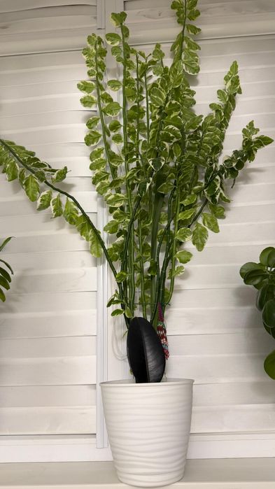 гүлдер сатылады жақсы өсіп тұр