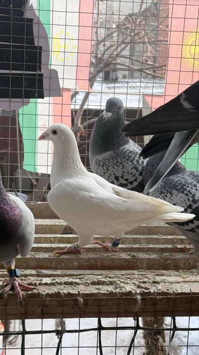 Спортивные голуби