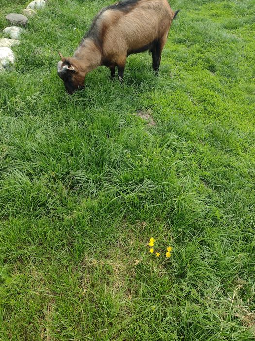 Țap alpin francez cu pedigree