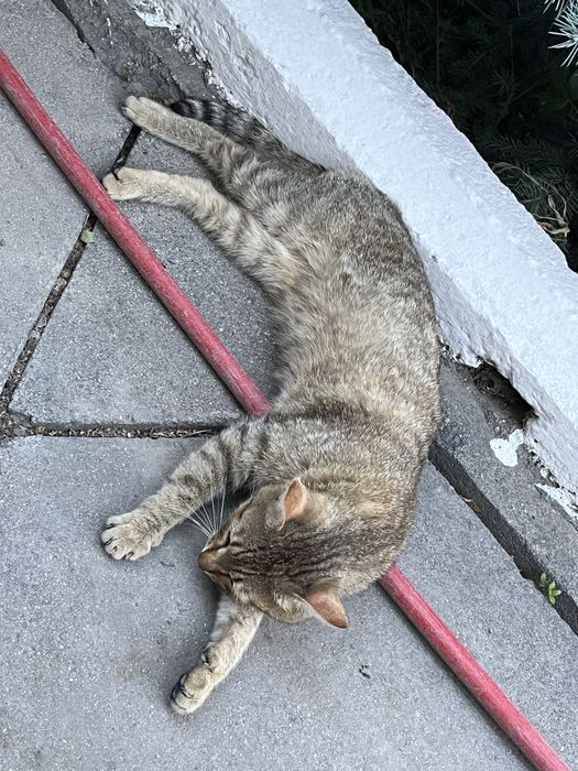 отдам ласкового котика