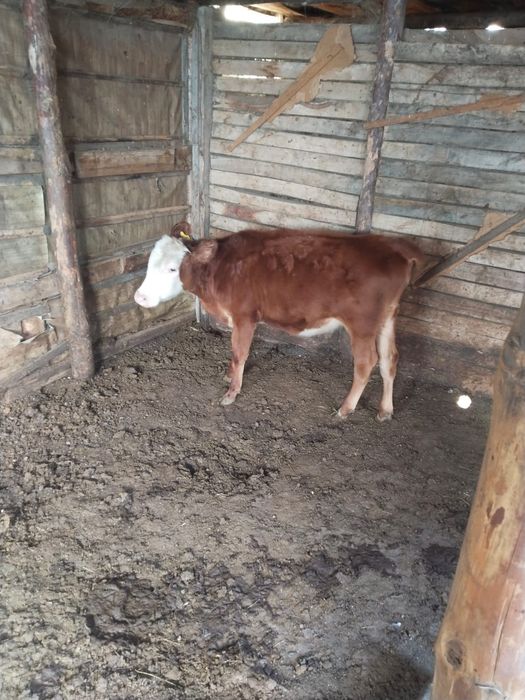 Продам телёнка и телочку