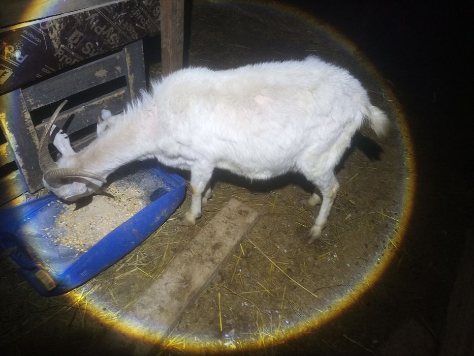 Ешки лагымен сауын ешкі