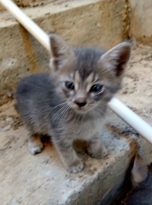 Кошки  красивые отдам в добрые руки