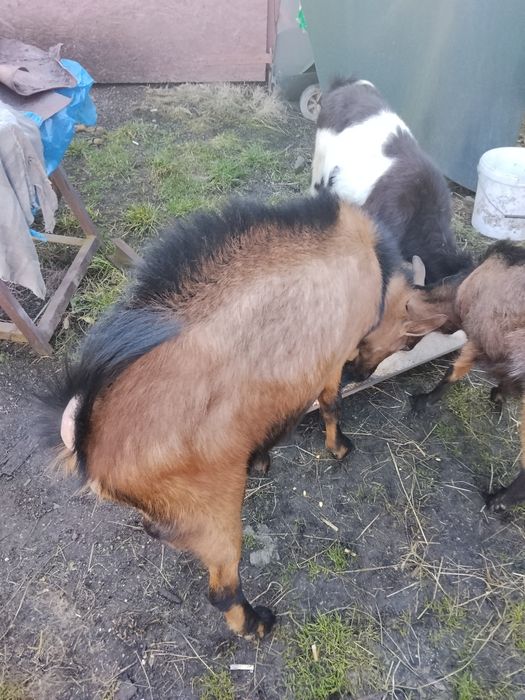 De vânzare un țap de doi ani  și o iadă de un  an  iadă preț 700 lei