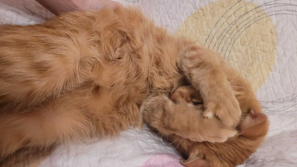 Cazare pisici purtatoare de covid felin fara simptome active