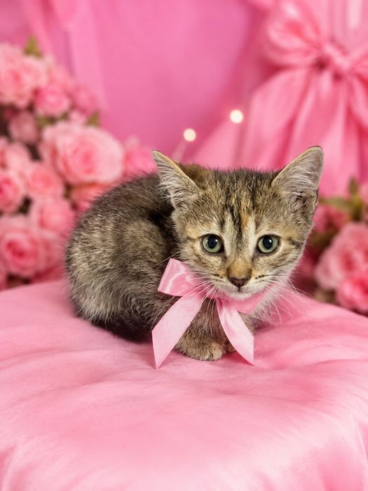 Котенок девочка