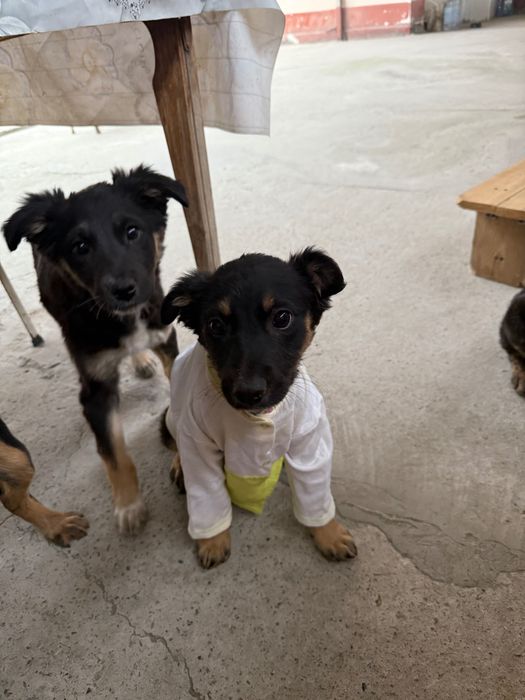 Пристраиваются щенки дворняжки