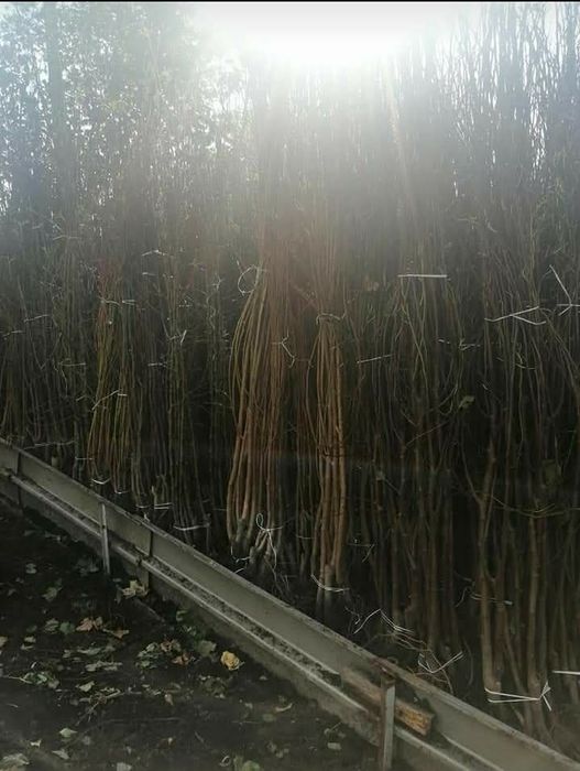 Produc butasi vita de vie și pomi fructiferi