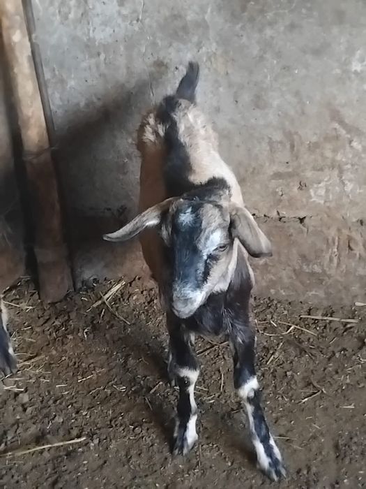 Продам козлов на откорме