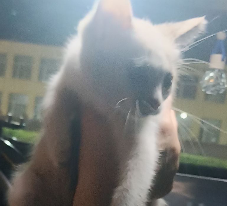Котенок малыш в добрые ручки