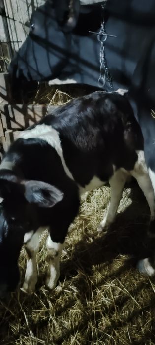 Vand Vițea din rasa buna de lapte