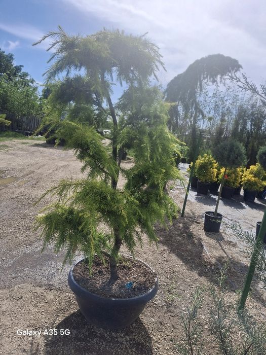 Vând plante ornamentale