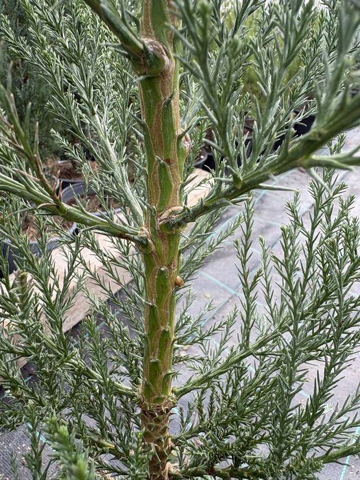 Гигантска секвоя (Sequoiadendron giganteum)
