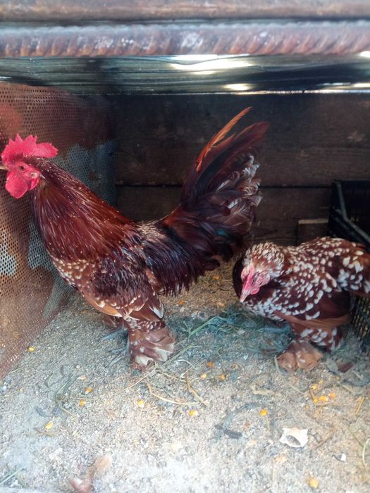 Vând oua incubat mii de flori roșu bobat