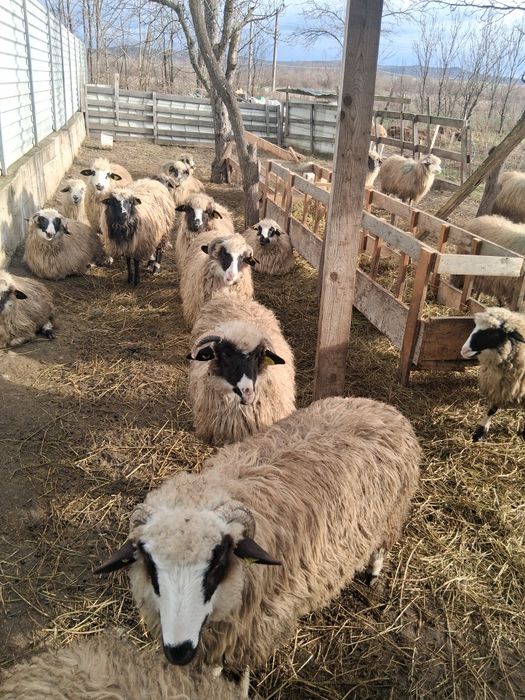 Vând sau schimb 10 miele 10 oi bătrâne și 2 berbecuti