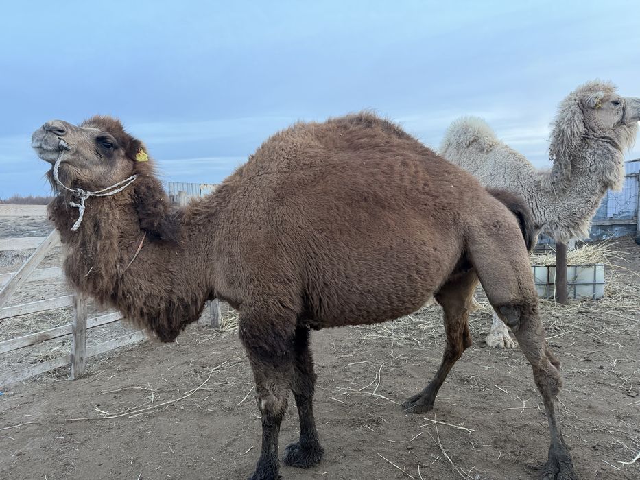 Туйе ургашы 4 туган