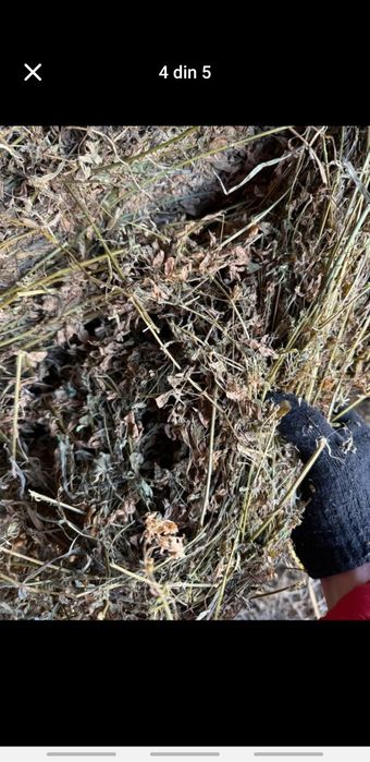 Vand baloti de lucerna infoliati