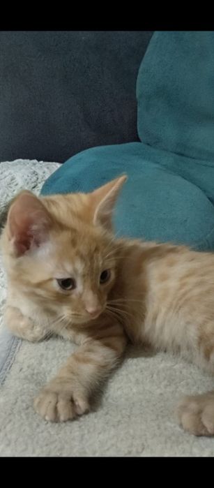 Котенок в добрые руки