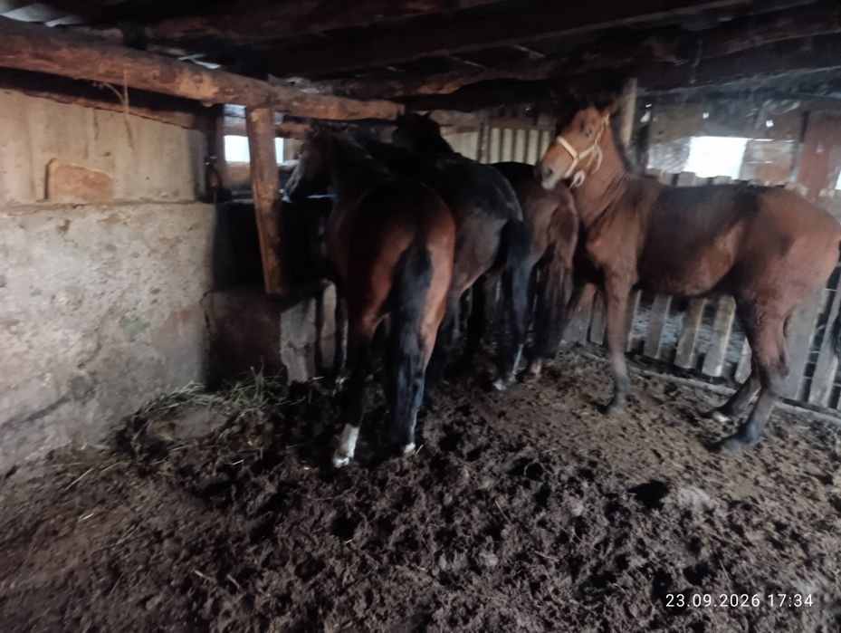 Продам хороших коней