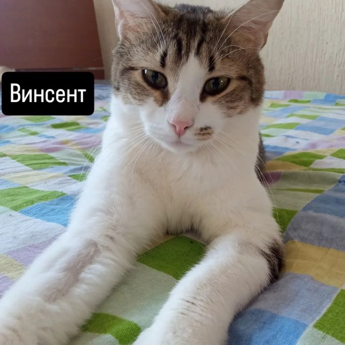 Винсент выдающийся кот
