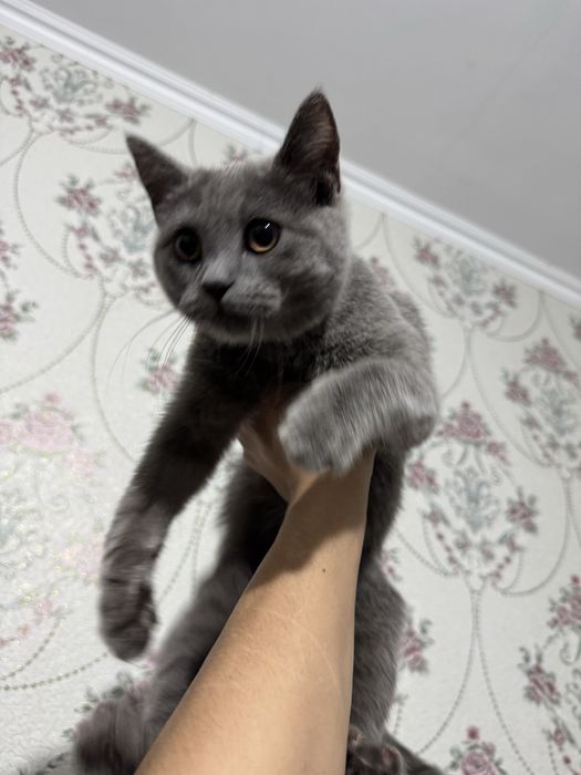 Vera Voronena bilan jinsiy aloqa