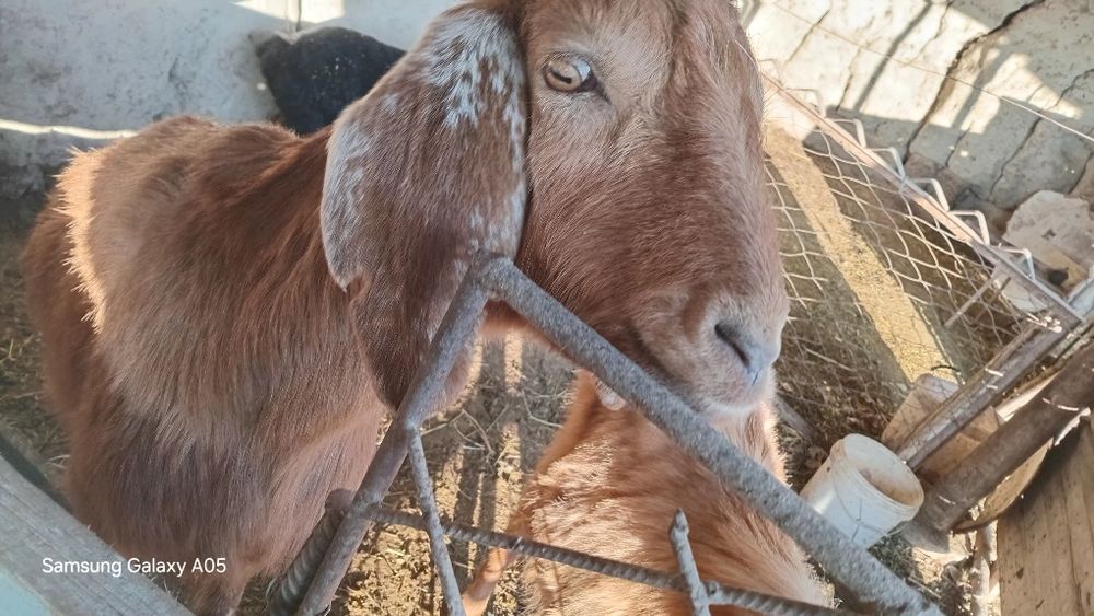 Avgʻon echkisi echki bogʻoz takasi ham bor avgʻon taka