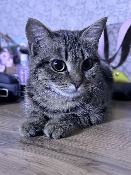 Кошка ищет старых или новых хозяев!