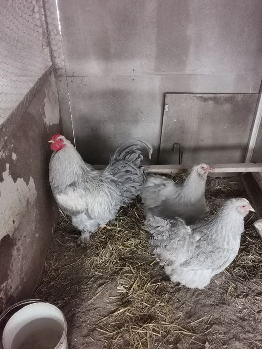 Vând ouă brahma porțelan și brahma izabel