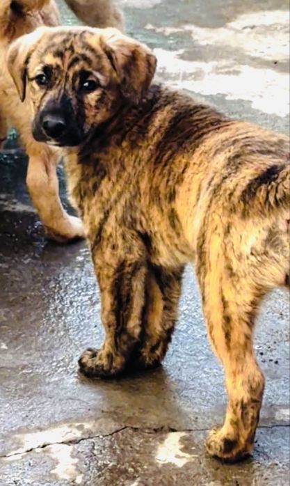 В добрые руки отдаем