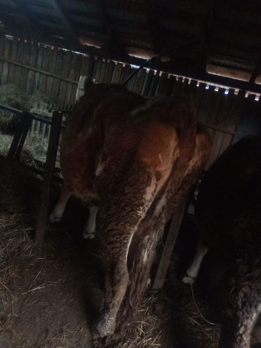 Vând vacă de abator.