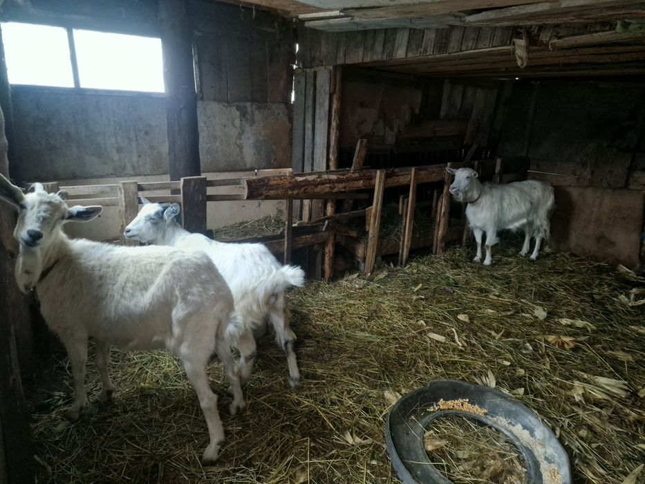 Vand 2 capre si iezii